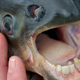 Illustration for article titled Welcome To The Nightmare World Of Sea Creatures With Human Teeth
